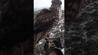 Lumayan seger kawan birds alapalap eagle birdofprey hunting burung shortvideo [upl. by Aniret501]