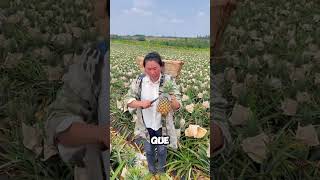 Esta Agricultora Cosecha Las Mejores Piñas De China 🍍 [upl. by Hafirahs]