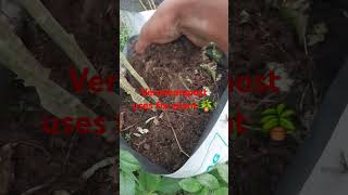 Vermicompost use for garden plants 🪴 gardening vermiculture experiment naturalfertilizer love [upl. by Echikson776]