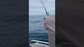 Some mako shark acrobatics for you Monday arvo seafood fishing sportfish [upl. by Anelam]