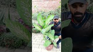 Dieffenbachia Plant care and benefits cutting winter dieffenbachia plant care colourful its [upl. by Carmencita577]