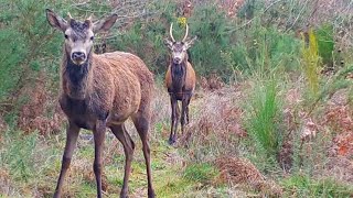 PIÈGE PHOTO ANIMAUX  CERFS ET SANGLIERS [upl. by Noelyn525]