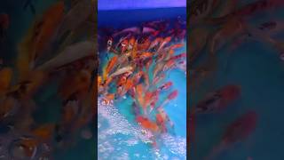 Koi fish fyp foyoupage foryou aquarium koi india [upl. by Fotzsyzrk690]