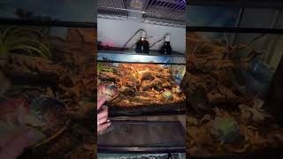 Corn Snake Enclosure SHORT [upl. by Akcira]