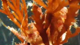 Upclose and Personal with Amphipods on Antarctic Macroalgae [upl. by Aninep]