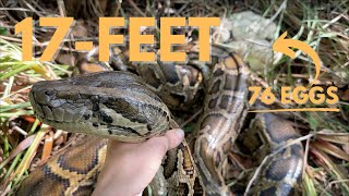 Finding Python Nests in South Florida [upl. by Leira]