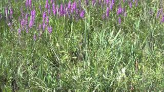 ROADSIDE WILDFLOWERS IN ONTARIO [upl. by Eseret242]