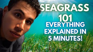 Seagrass 101  Everything You Need To Know In 5 Minutes [upl. by Kcyred]