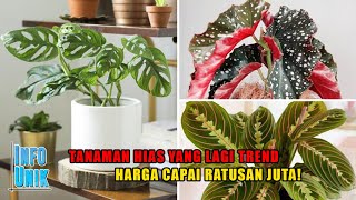 TANAMAN HIAS PALING MAHAL YANG LAGI TREND [upl. by Krm]