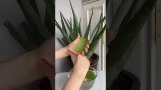 Homemade aloe vera gel mask shorts organic aloevera [upl. by Nare]