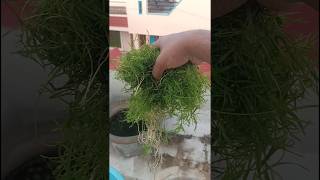 Guppy grass plant  Guppy Grass Cultivation in home  Easy maintenance aquarium plant [upl. by Hakym]