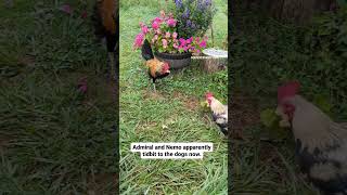 roosters tidbitting to the dog 🤣 petchickens chickenkeeping backyardchickens pets dog funny [upl. by Nitsoj515]