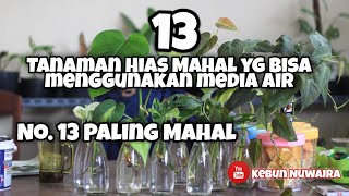 13 TANAMAN HIAS CANTIK YANG BISA MENGGUNAKAN MEDIA AIR NO 13 PALING MAHAL [upl. by Tuchman626]