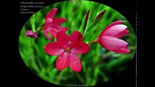 Schizostylis coccinea  De la famille des Iridaceae [upl. by Ahsac]