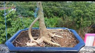 How to defoliate banyan tree bonsaibonsaitree banyantree bonsai [upl. by Hendon393]