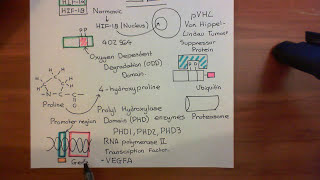 The Vascular Endothelial Growth Factor Part 2 [upl. by Yajiv758]