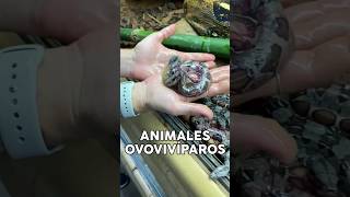 Animales Ovovivíparos animals animales mascotas viviparos oviparos [upl. by Akinaj]