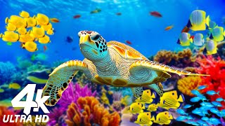 3HRS Stunning 4K Underwater Footage  Rare amp Colorful Sea Life Video  Relaxing Sleep Music 16 [upl. by Einomrah]