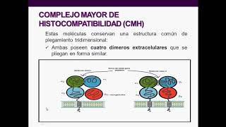 Introducción a la inmunología humana  Clase 5 CMH TCR y BCR [upl. by Llejk]