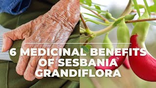 6 Beneficial Medicinal Benefits of Sesbania Grandiflora [upl. by Negriv]