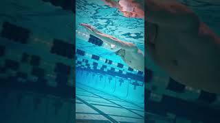 Butterfly 🦋 swimming explore sports [upl. by Ellainad279]