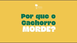 Por que o cachorro morde [upl. by Elboa]