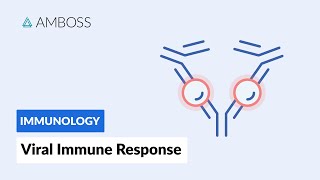 Immune Response to Viruses How the Body Reacts [upl. by Philan]