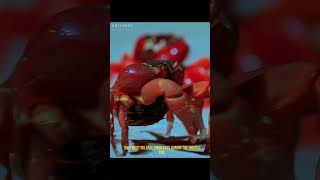 The red crab  universeofmusic animals documentary animalworldlife [upl. by Aivatan]