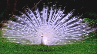 Amazing White Peacock Spreads its Tail Feathers and Making Sound Board [upl. by Norah722]