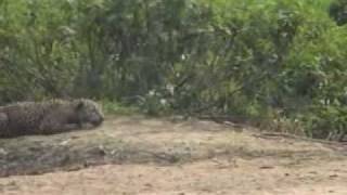 Brazilian Jaguar hunt underwater a Capybara in a natural wetland of Mato Grosso [upl. by Edelsten]