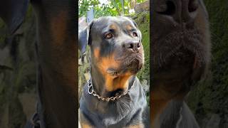 Roman Rottweiler Female 😍😱😱 shorts [upl. by Cherye]