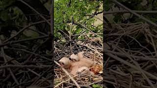 Growing Up Kite Baby BlackWinged Kites’ First Adventures short youtubeshorts [upl. by Cleavland]