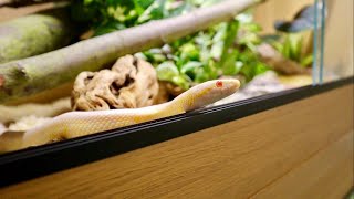 NEW CORN SNAKE SETUPS [upl. by Chloe]