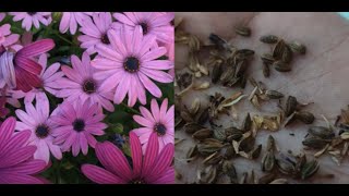 71 How to collect African daisy flower seeds  Osteospermum seed collection [upl. by Rancell323]