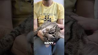 Is Your Cat Happy 🐈 catvideos catlover cat [upl. by Bronwen802]