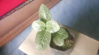 Fittonia sp Nerve Plant Leafy Green [upl. by Mera]