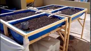 400 liters aquaponics system [upl. by Byrom422]