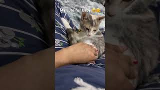 furbaby cat furfriends kitten catbaby catkitten [upl. by Farl]