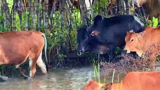 quotFrom Grass to Field The Exciting Journey of Becoming a Cowherdquot LADANGANIMALTV [upl. by Lagas]