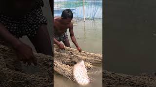 Amazing Net Fishing Video From River During Sunny Day fishing fish villagelife [upl. by Zollie230]