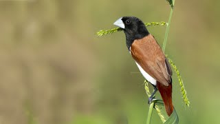 Munia Bird  Tricoloured munia  Lonchura malacca  Munia  wildlifephotography birdvideo bird [upl. by Oniuqa]