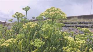 Zeevenkel Crithmum maritimum  20170724 [upl. by Rushing]