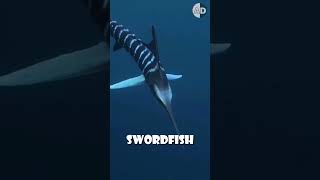 The Real Use of a Swordfishs Sword Not What You Think 🌊🐟 facts animals [upl. by Nitsej194]