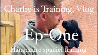 Ep1 Follow Charlies training from 14 weeks working English CockerSpringer Spaniel gundog training [upl. by Leksehcey]