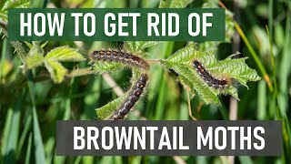 How to Get Rid of Browntail Moths amp Their Caterpillars in 4 Easy Steps Tree amp Shrub Eating Pests [upl. by Ittam]