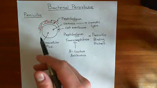 Bacterial Persistance Part 1 [upl. by Arikal221]