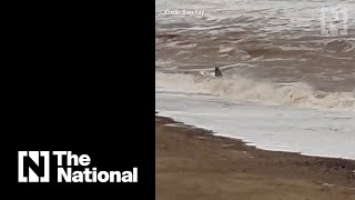 Pod of whales washes up on British beach [upl. by Butte]