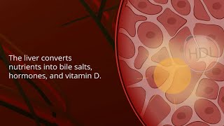 Nonalcoholic Fatty Liver Disease  Pathophysiology and Nursing Interventions [upl. by Yehudit]