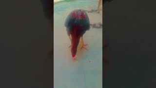 rooster eat anar [upl. by Sindee]