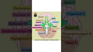 Cranial Nerves 101 [upl. by Gertie]